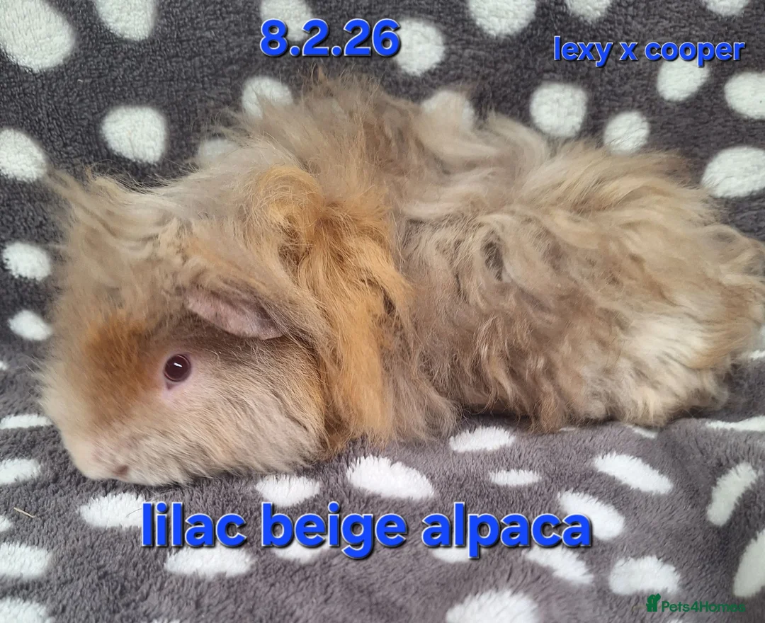 Guinea Pig rodents for sale: Fluffy boy guinea pigs teddy, alpaca, peruvian - Advert 1