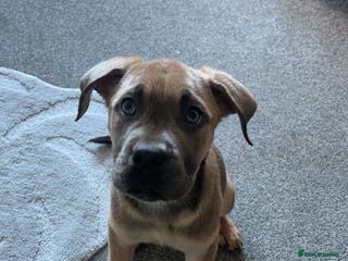 Cane Corso dogs Cane Corso Female 5 months - Advert 4