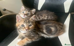 Mixed Breed cats for sale: Two gorgeous kittens for sale. - Image 11