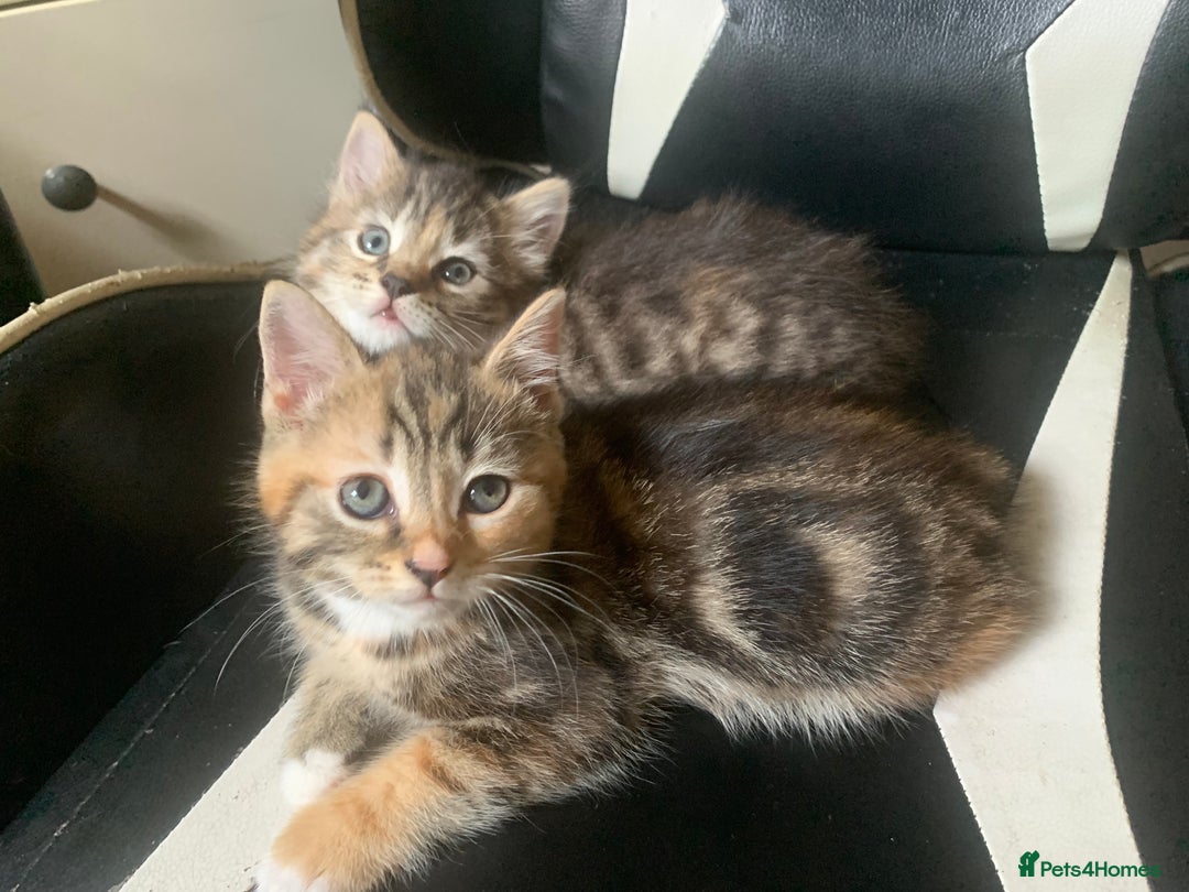 Mixed Breed cats for sale: Two gorgeous kittens for sale. - Image 11