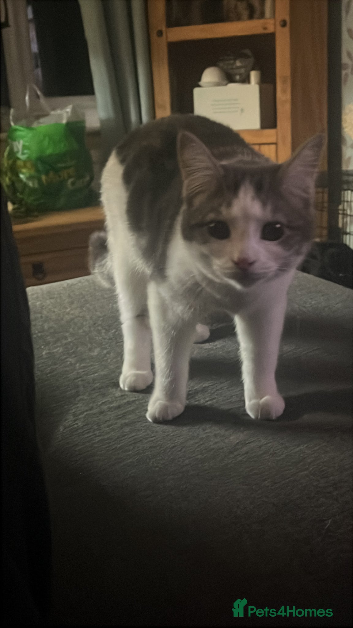 Domestic Shorthair cats 3 kittens looking for there new home  - Advert 6