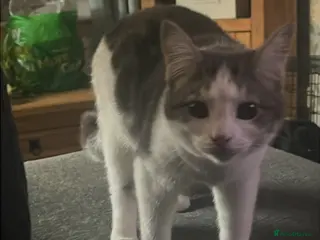 Domestic Shorthair cats 3 kittens looking for there new home - Advert 6