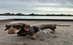 Miniature Dachshund dogs for sale: Miniature Daschund - Image 3