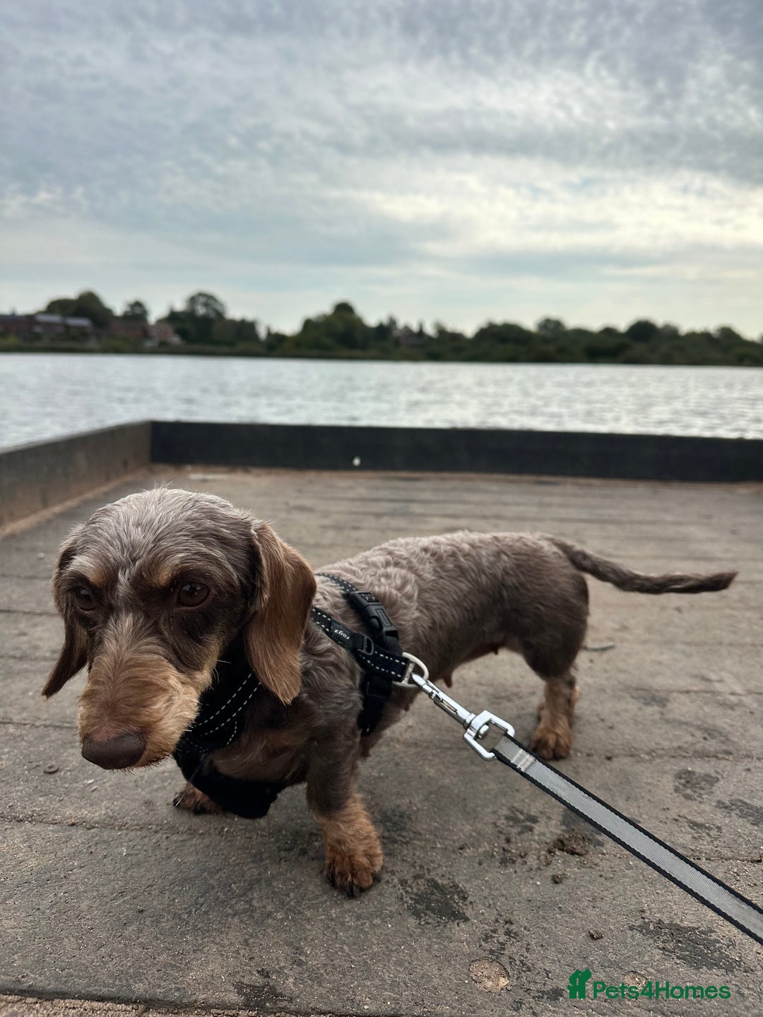 Miniature Dachshund dogs for sale: Miniature Daschund - Image 3