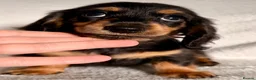Miniature Dachshund dogs for sale: Longhaired Miniature Dachshund Puppies - Advert 4