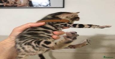 Bengal cats - Advert 14