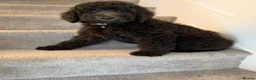 Standard Poodle dogs for sale: Amazing standard poodle babies - Advert 4