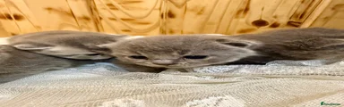 British Shorthair 4 female