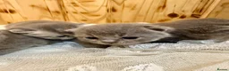British Shorthair cats for sale: Cute British Shorthair Kittens open for reserve - Advert 22
