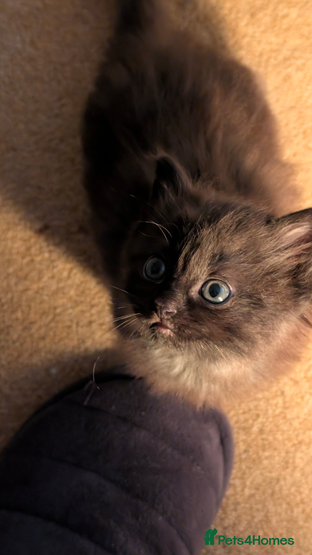 Ragdoll cats for sale: Beautiful Playful Ragdoll Kittens - Advert 24