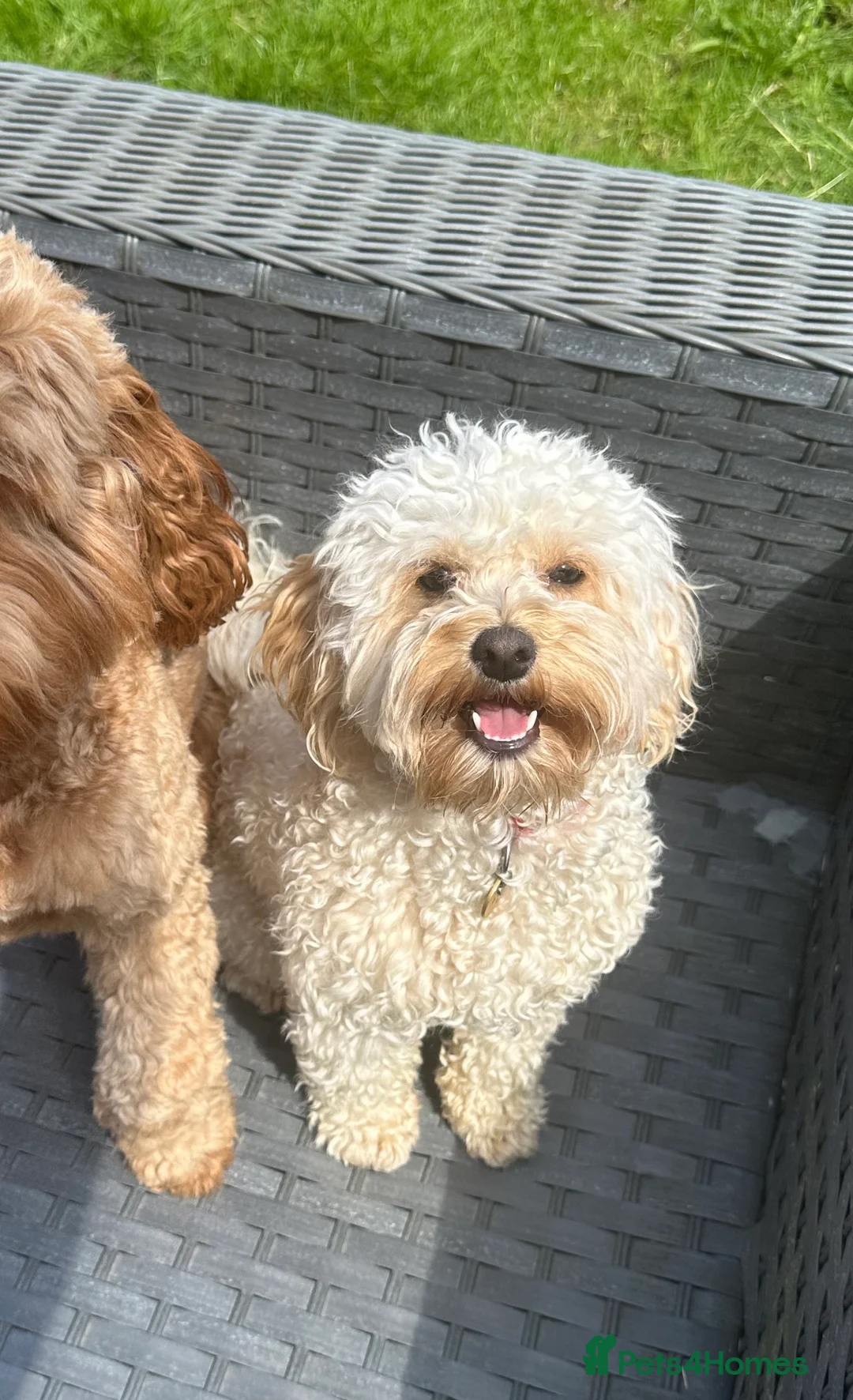 Maltipoo dogs for stud: Gorgeous Maltipoo available for Stud🩵 in Swansea - Advert 7