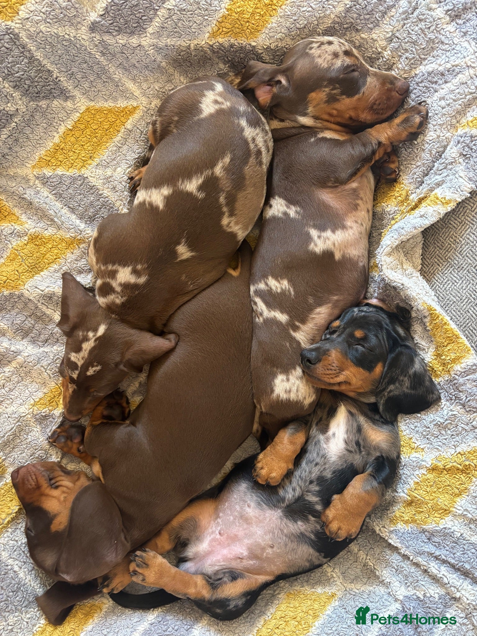 Miniature Dachshund dogs Superb quality KC registered Miniature Dachshunds - Advert 2