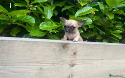 Chihuahua dogs for sale: Tiny pedigree Boy . Fully vaccinated & microchippe - Image 9