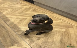 Weimaraner dogs for sale: 🐾 KC Weimaraners, ready now 🐾  - Advert 34