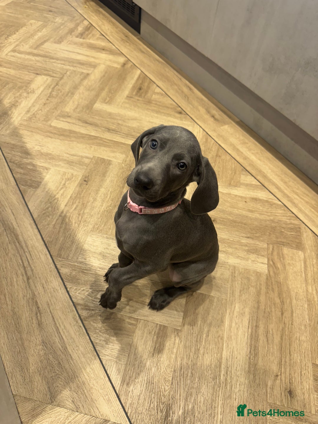 Weimaraner dogs for sale: 🐾 KC Weimaraners, ready now 🐾  - Advert 34