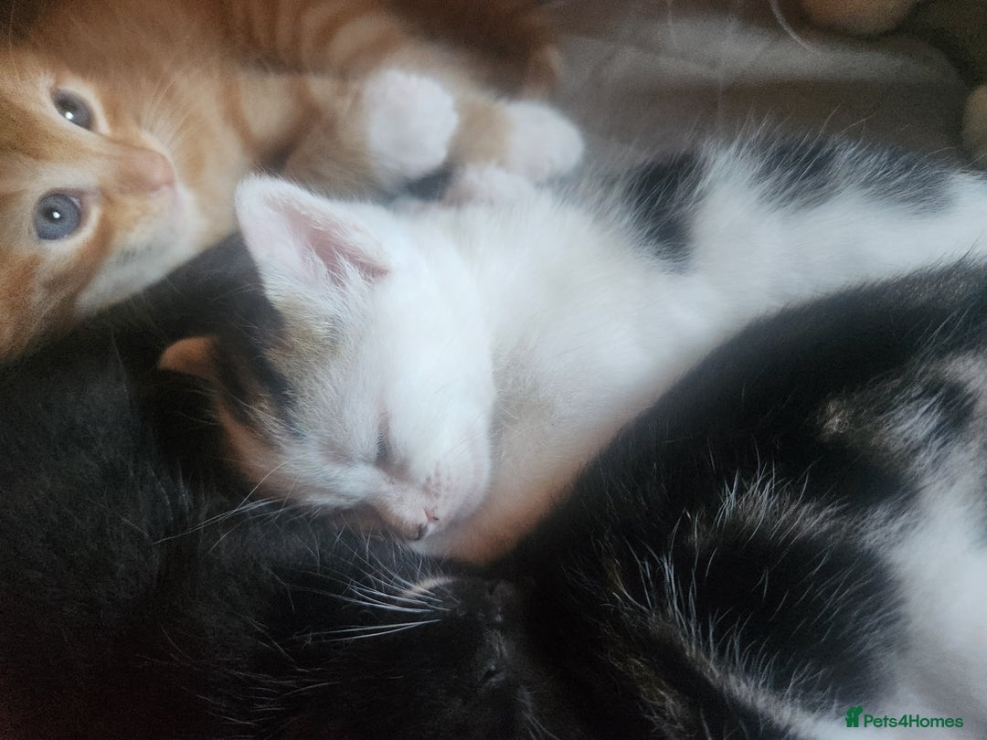 Mixed Breed cats for sale: Beautiful baby's looking for their forever homes  - Image 4