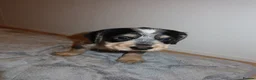 Cocker Spaniel dogs for sale: Cocker spaniel puppies tri - Advert 14