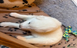 Samoyed dogs for sale: Gorgeous Samoyed Puppies  - Image 3