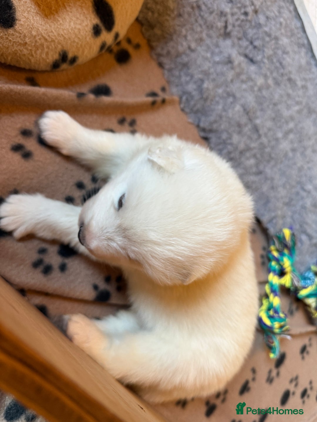 Samoyed dogs for sale: Gorgeous Samoyed Puppies  - Image 3