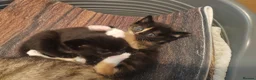 Mixed Breed cats for sale: 4 gorgeous little kitten looking for homes  - Advert 25
