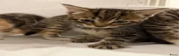 Mixed Breed cats for sale: Bengal Mix Kittens - Advert 27