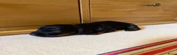 Miniature Dachshund dogs for sale: KC miniature long haired dachshund puppies  - Advert 13