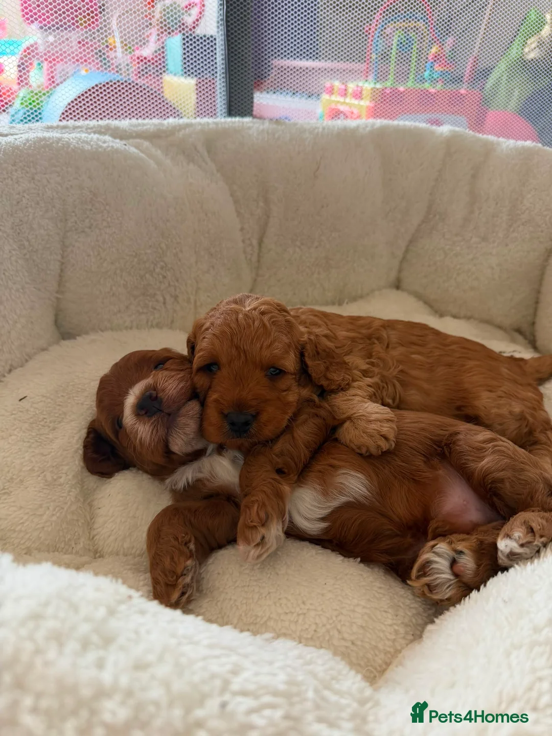 Cockapoo dogs for sale: 4 beautiful miniature F1b cockapoo puppies  in Ashford - Advert 2