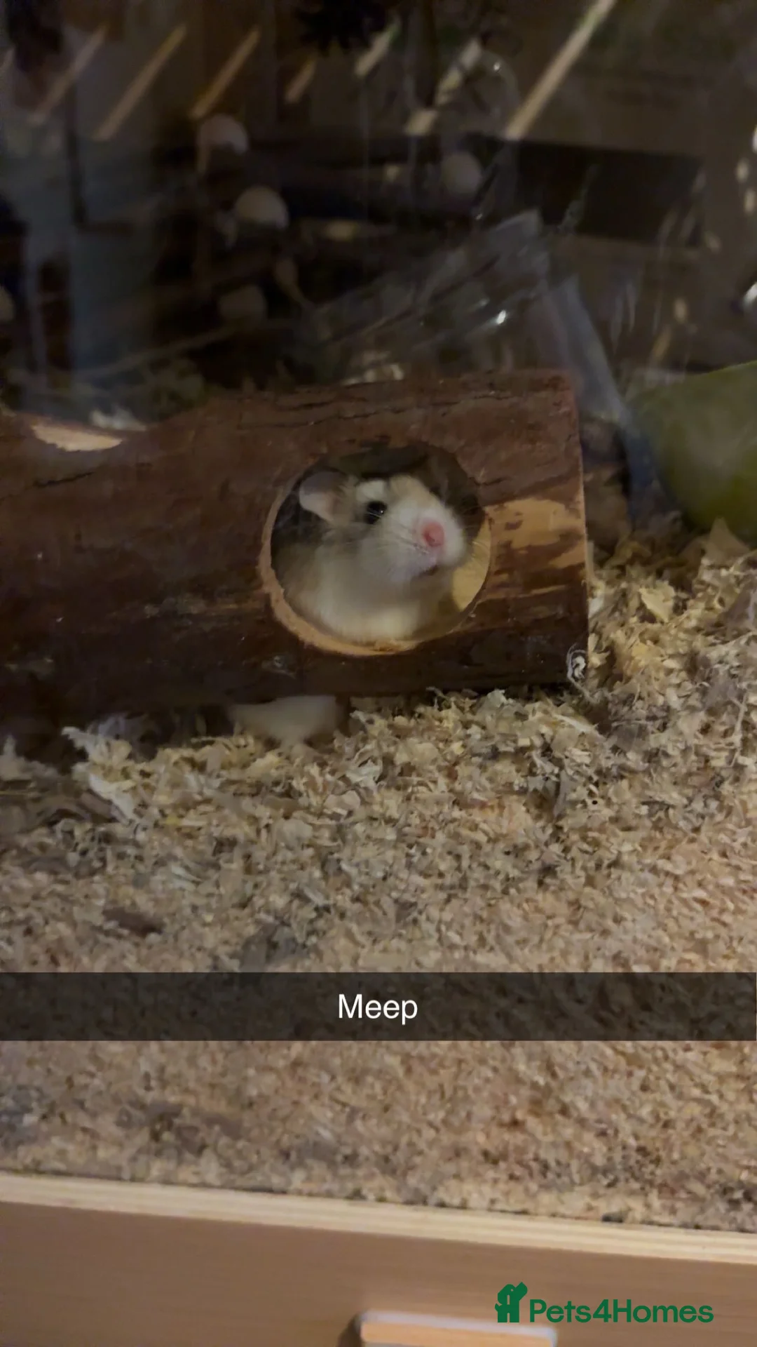 Hamster rodents for sale: One year old? Dwarf hamaster  - Advert 2