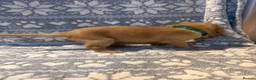 Labrador Retriever dogs for sale: Labrador Pups for Sale in Blairgowrie - Advert 4