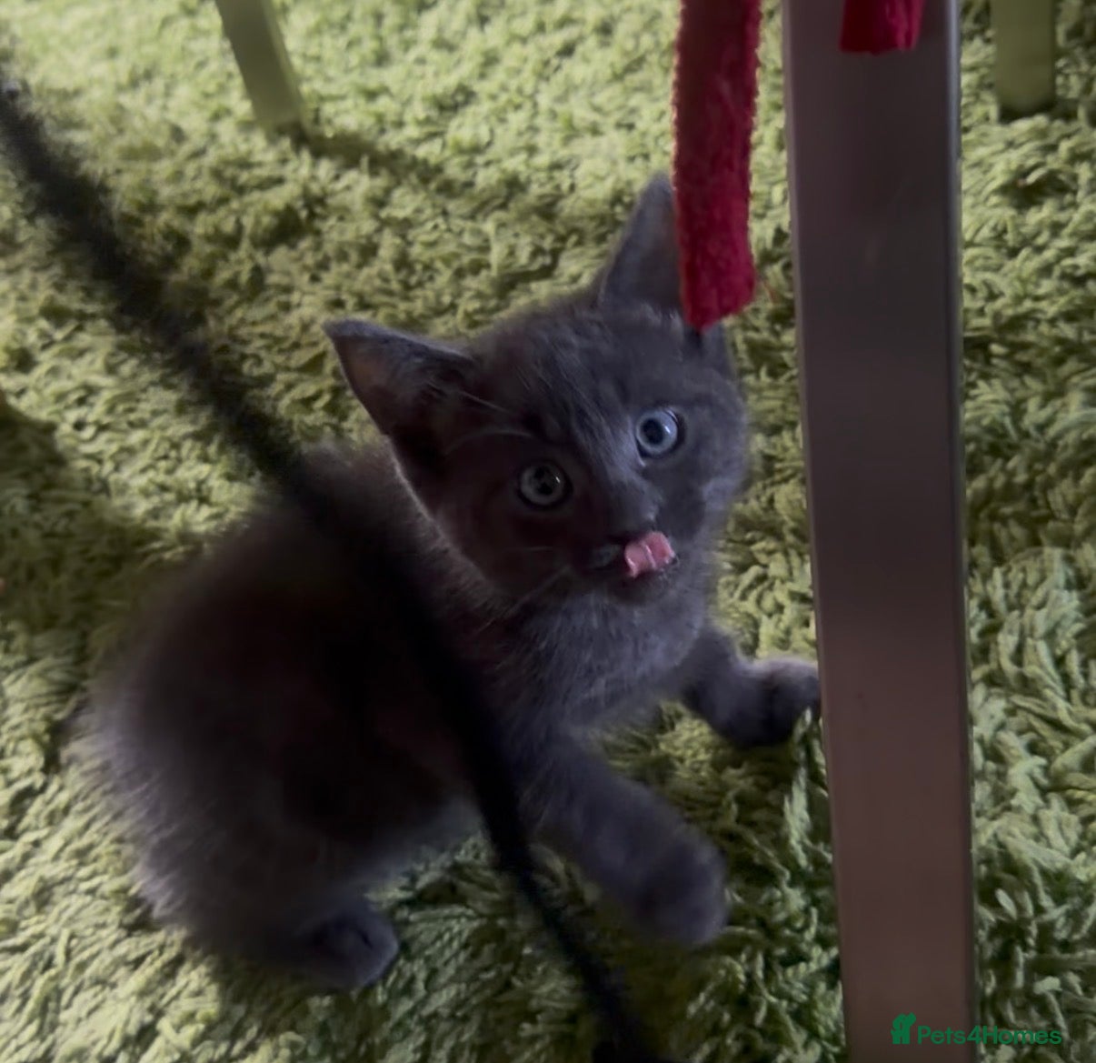 British Longhair cats 🐾 British Longhair Kitten – Boy 💙 - Advert 16