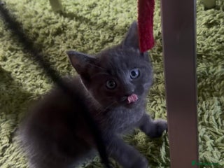 British Longhair cats 🐾 British Longhair Kitten – Boy 💙 - Advert 14