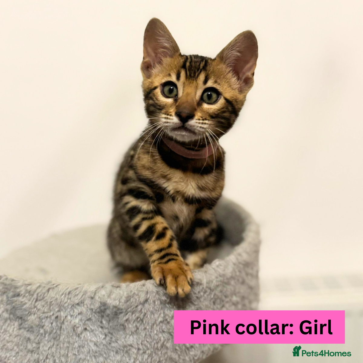 Bengal cats Luxury 5-Generation-Pedigree Bengal Kittens - Advert 2