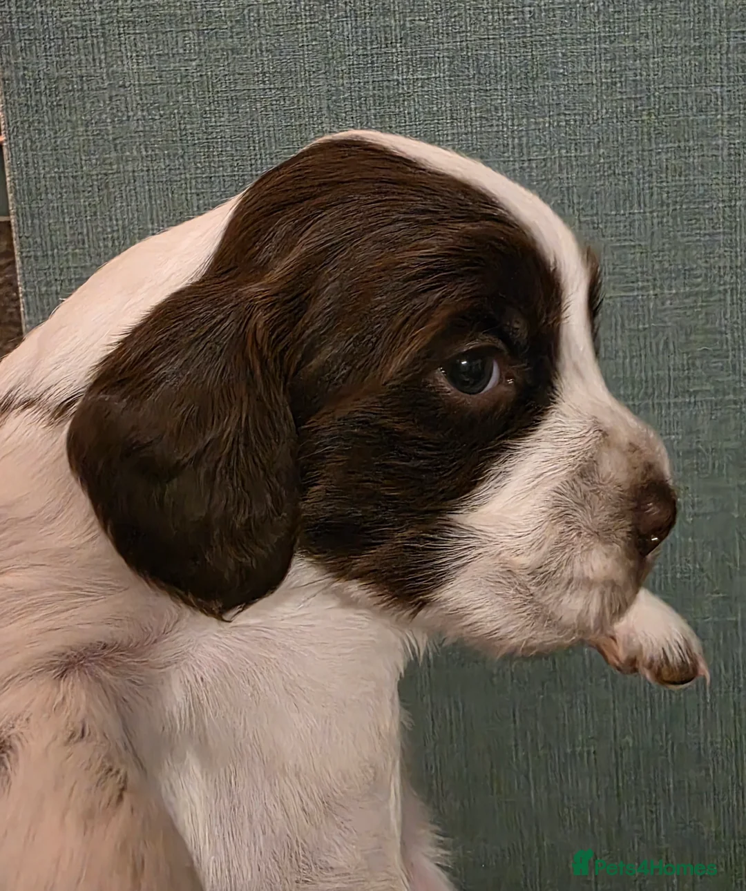 Cocker Spaniel dogs for sale: Choc roan cocker spaniel pups  - Advert 12