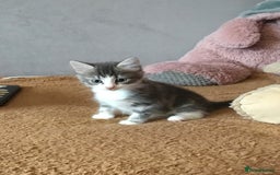 Mixed Breed cats for sale: Kittens for sale!!! - Image 7