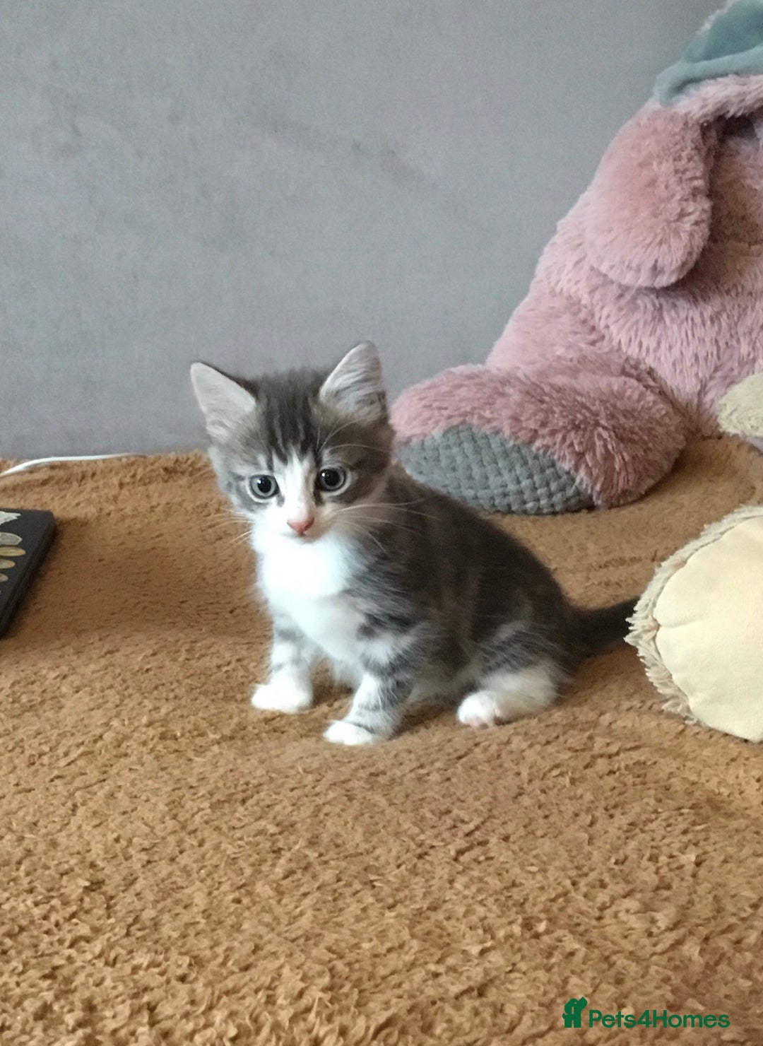 Mixed Breed cats for sale: Kittens for sale!!! - Image 7