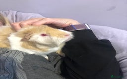 Guinea Pig rodents for sale: Geralt and Nugget  - Image 15