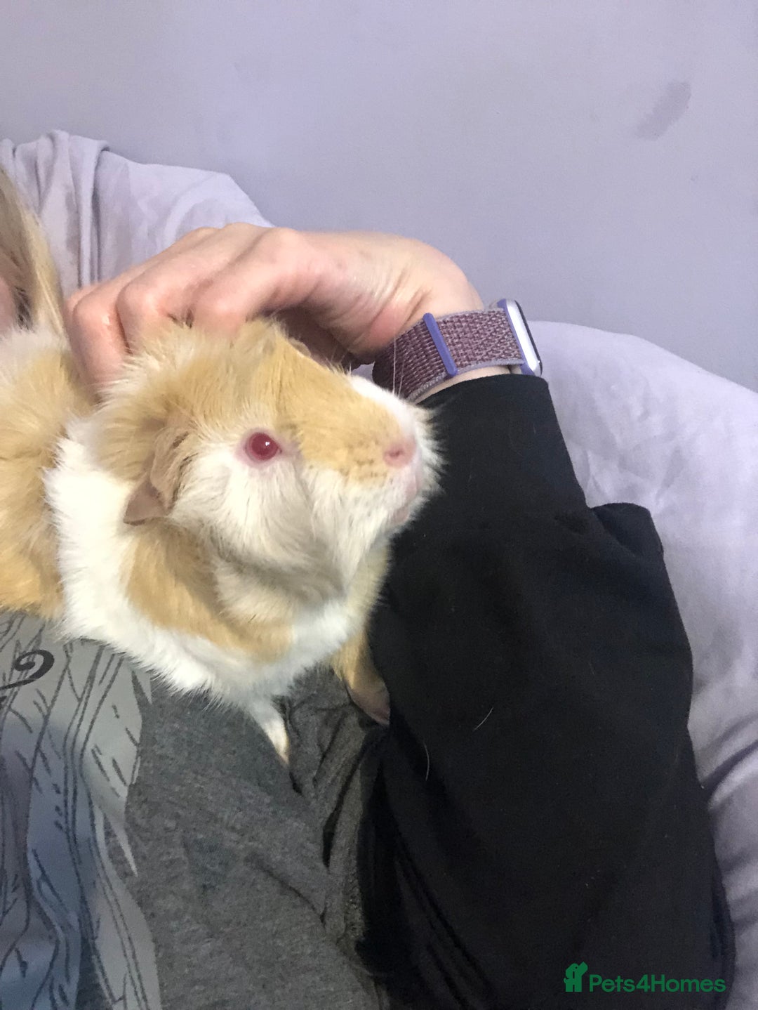 Guinea Pig rodents for sale: Geralt and Nugget  - Image 15