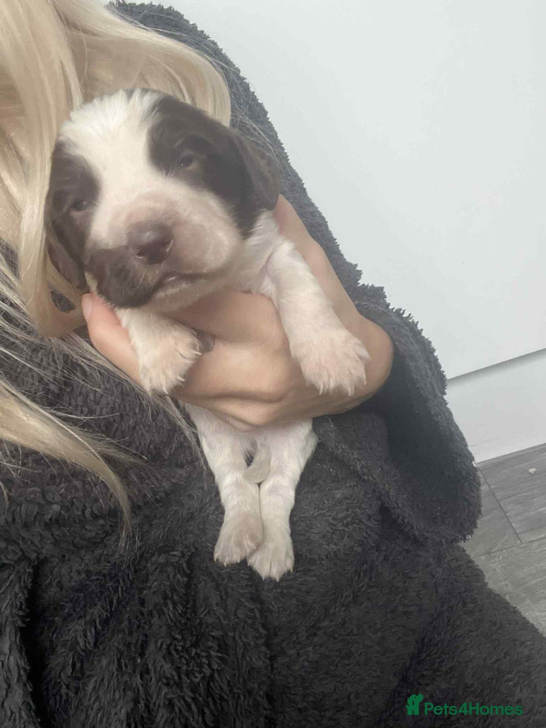 Cocker Spaniel dogs for sale: Cocker spaniel puppies 5 boys available  - Image 6