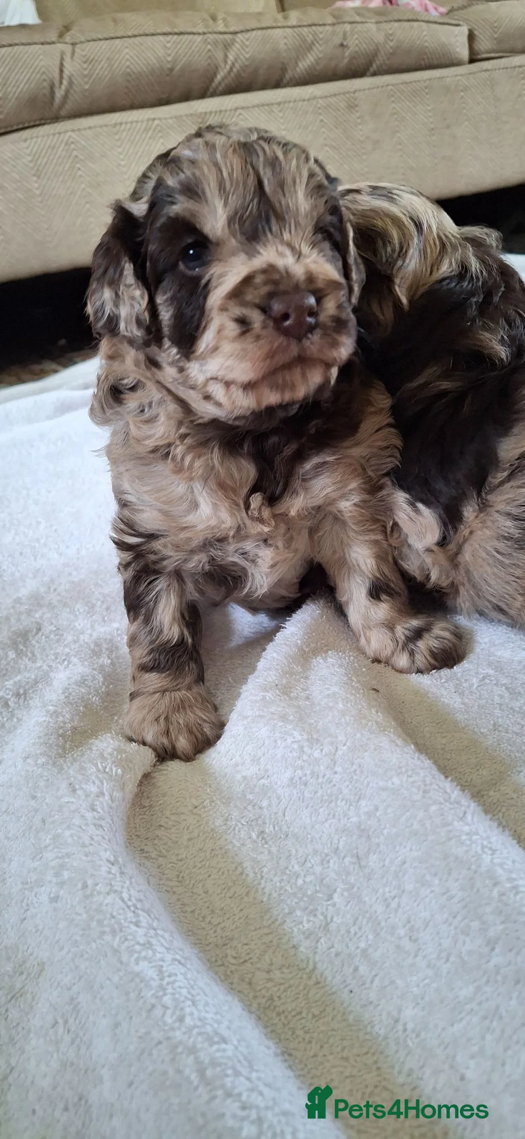 Cockapoo dogs for sale: Chocolate merle f1b cockerpoo  in Malvern - Advert 7