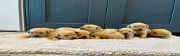 Labrador Retriever dogs for sale:  Fox red Labrador pups for sale, KC registered - Advert 23