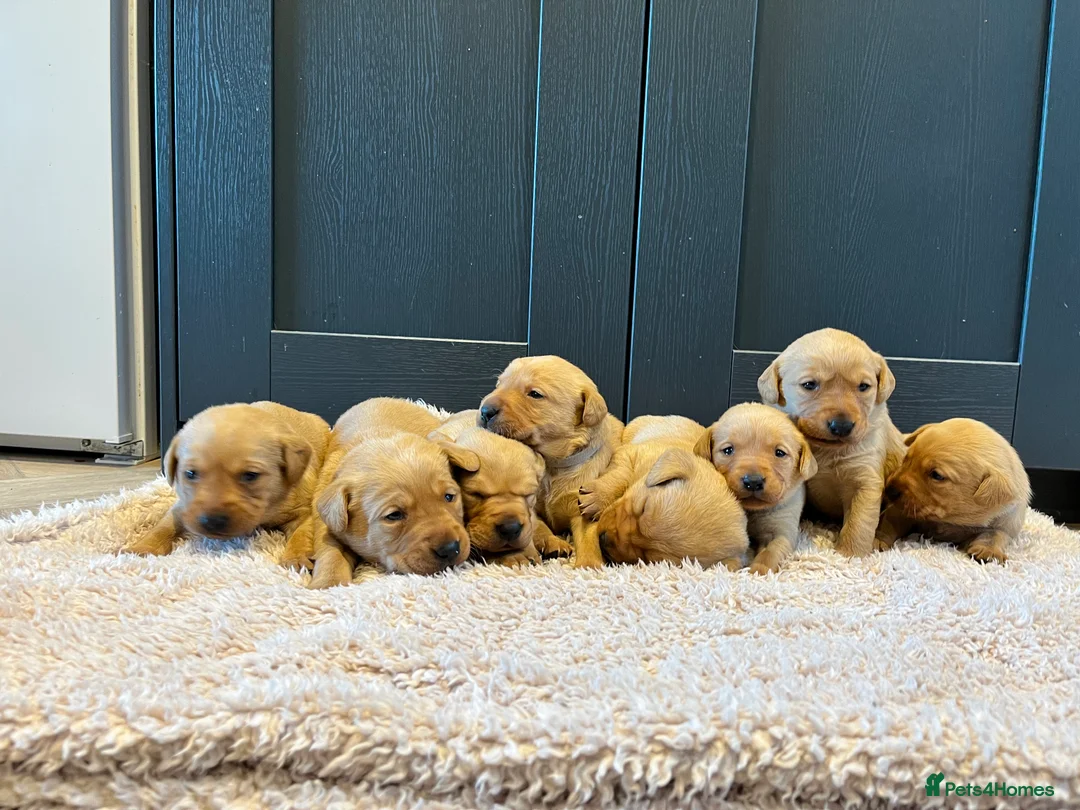 Labrador Retriever dogs for sale:  Fox red Labrador pups for sale, KC registered - Advert 23