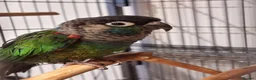 Conures birds for sale: Pearly conure, pair, dna papers  - Advert 3