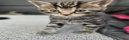 Mixed Breed cats for sale: Fluffy kittens 8 weeks old for sale ! in Wellingborough - Advert 2
