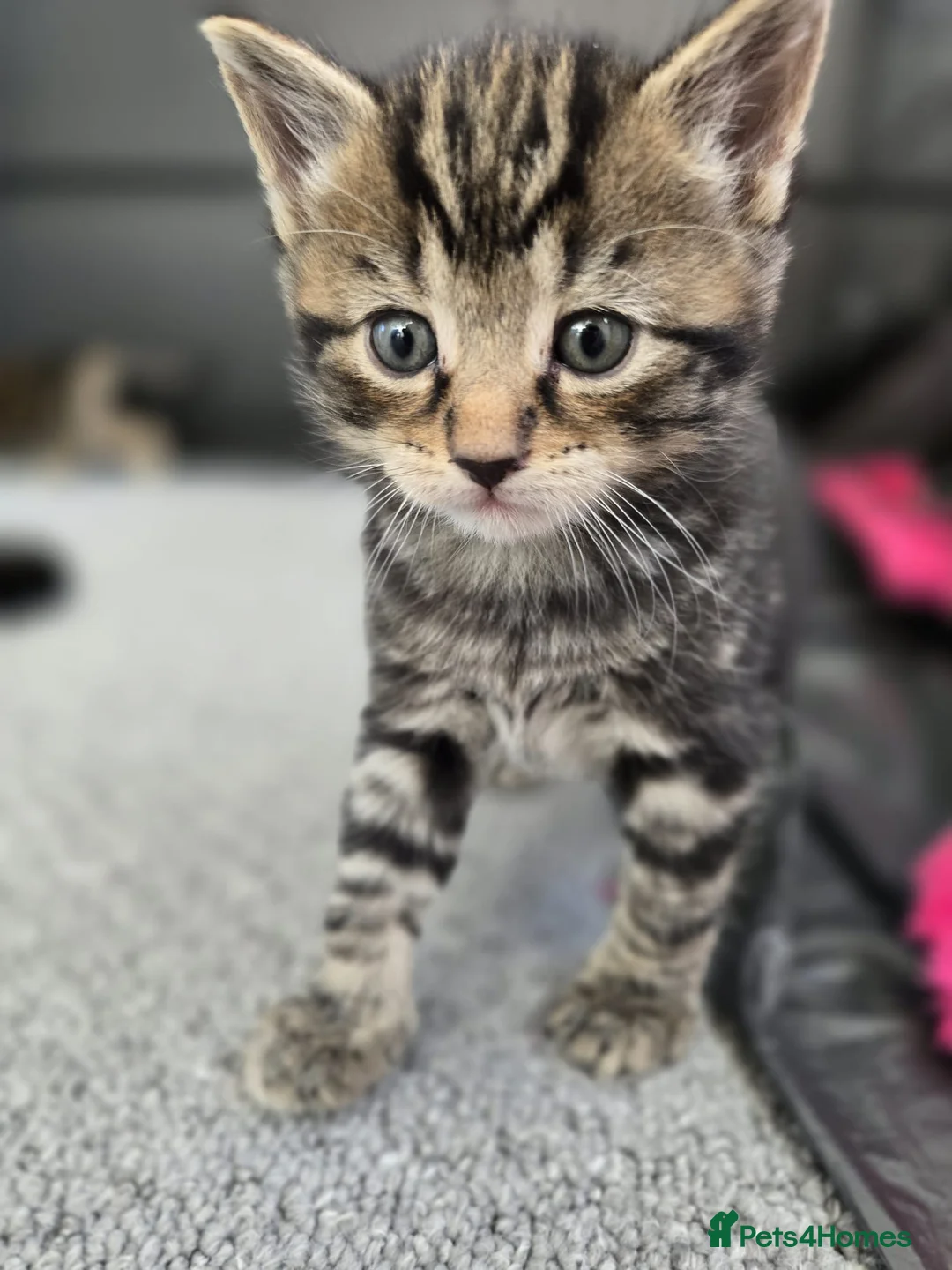 Mixed Breed cats for sale: Fluffy kittens 8 weeks old for sale ! in Wellingborough - Advert 2