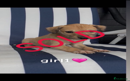 Lurcher dogs for sale: Beddlington whippet saluki greyhound  - Image 4