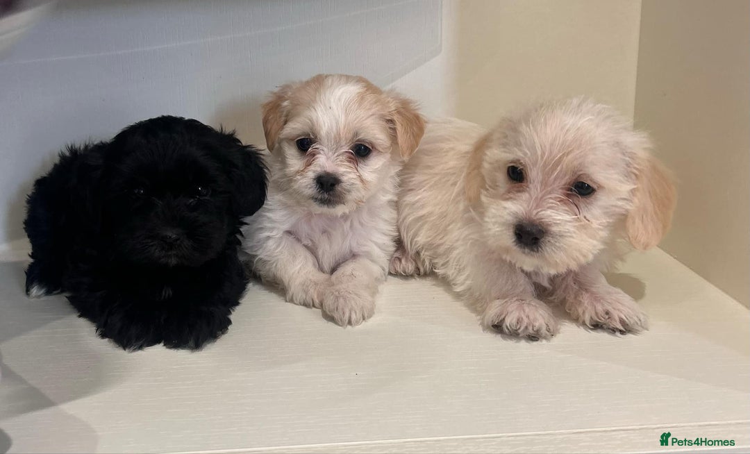 Jackapoo dogs for sale: Jackapoo puppies - Image 4