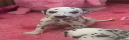 Dalmatian dogs for sale: Eagerly Awaited Litter Now Here 💫 - Advert 3