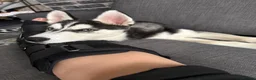 Siberian Husky dogs for sale: Hachi in Bradford - Advert 3