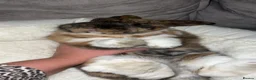 Mini Lop rabbits for sale: Mini lop  - Advert 7