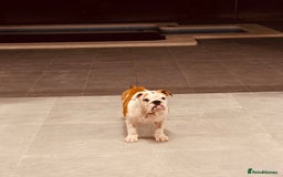 English Bulldog dogs for sale: Bulldog red white .  - Image 1